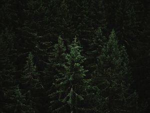 Preview wallpaper spruce, forest, trees, dark