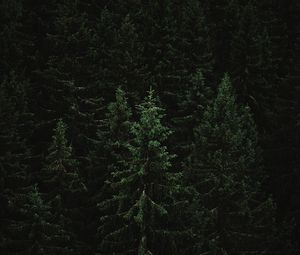 Preview wallpaper spruce, forest, trees, dark