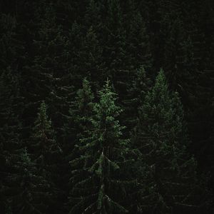 Preview wallpaper spruce, forest, trees, dark