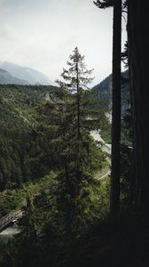 Preview wallpaper spruce, forest, trees, road, fog