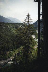 Preview wallpaper spruce, forest, trees, road, fog