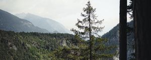 Preview wallpaper spruce, forest, trees, road, fog