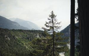 Preview wallpaper spruce, forest, trees, road, fog