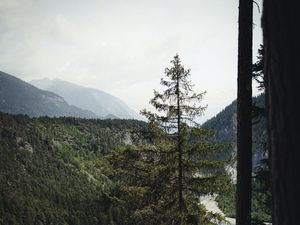 Preview wallpaper spruce, forest, trees, road, fog