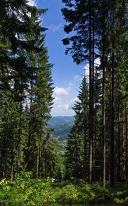 Preview wallpaper spruce, forest, trees, bushes, mountains
