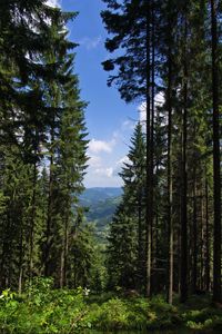 Preview wallpaper spruce, forest, trees, bushes, mountains