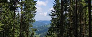 Preview wallpaper spruce, forest, trees, bushes, mountains