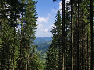 Preview wallpaper spruce, forest, trees, bushes, mountains