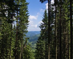 Preview wallpaper spruce, forest, trees, bushes, mountains