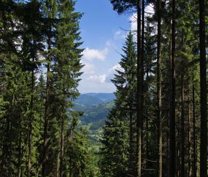 Preview wallpaper spruce, forest, trees, bushes, mountains