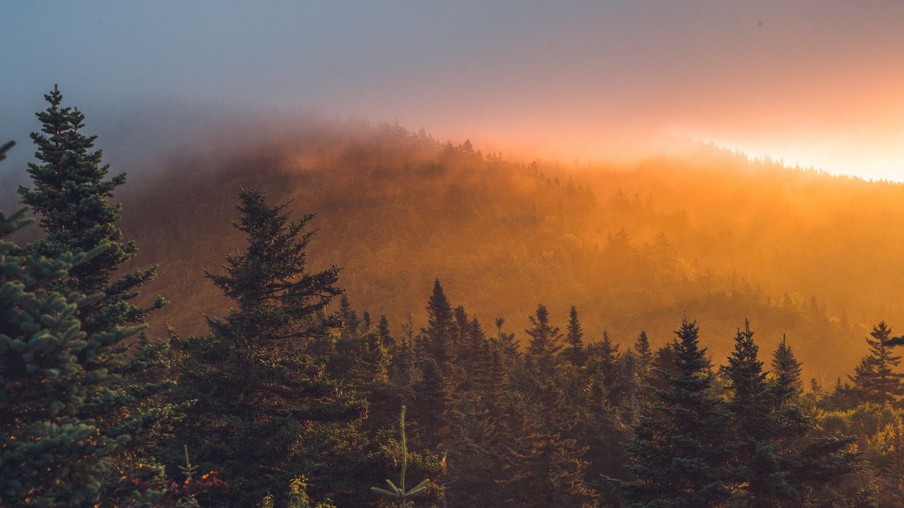 Wallpaper spruce, forest, trees, fog, sunset