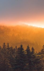 Preview wallpaper spruce, forest, trees, fog, sunset
