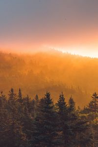Preview wallpaper spruce, forest, trees, fog, sunset
