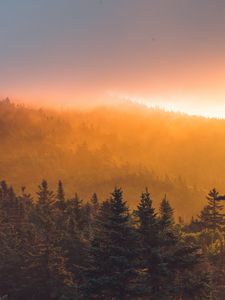 Preview wallpaper spruce, forest, trees, fog, sunset