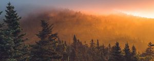 Preview wallpaper spruce, forest, trees, fog, sunset