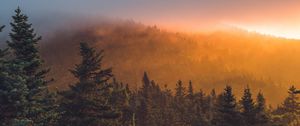 Preview wallpaper spruce, forest, trees, fog, sunset