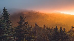 Preview wallpaper spruce, forest, trees, fog, sunset