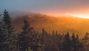 Preview wallpaper spruce, forest, trees, fog, sunset