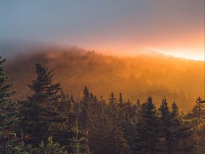 Preview wallpaper spruce, forest, trees, fog, sunset