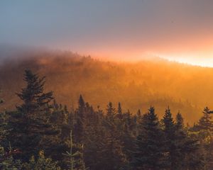 Preview wallpaper spruce, forest, trees, fog, sunset