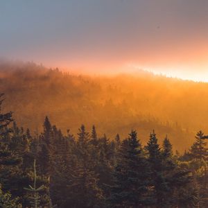 Preview wallpaper spruce, forest, trees, fog, sunset
