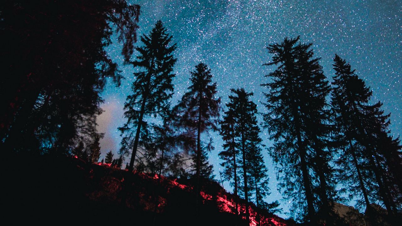 Wallpaper spruce, forest, trees, starry sky, stars hd, picture, image