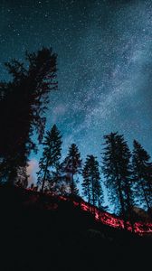 Preview wallpaper spruce, forest, trees, starry sky, stars