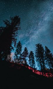 Preview wallpaper spruce, forest, trees, starry sky, stars