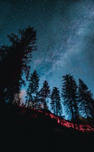 Preview wallpaper spruce, forest, trees, starry sky, stars