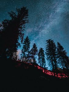 Preview wallpaper spruce, forest, trees, starry sky, stars