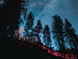 Preview wallpaper spruce, forest, trees, starry sky, stars