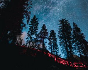 Preview wallpaper spruce, forest, trees, starry sky, stars