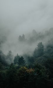 Preview wallpaper spruce, forest, trees, fog, darkness