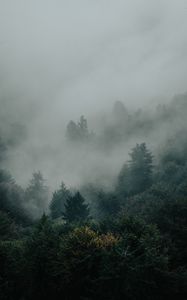 Preview wallpaper spruce, forest, trees, fog, darkness