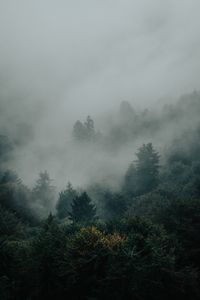Preview wallpaper spruce, forest, trees, fog, darkness