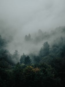 Preview wallpaper spruce, forest, trees, fog, darkness