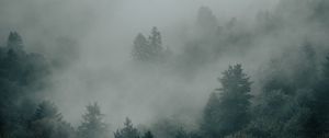 Preview wallpaper spruce, forest, trees, fog, darkness