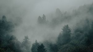 Preview wallpaper spruce, forest, trees, fog, darkness