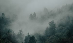 Preview wallpaper spruce, forest, trees, fog, darkness