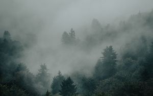 Preview wallpaper spruce, forest, trees, fog, darkness