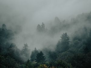 Preview wallpaper spruce, forest, trees, fog, darkness