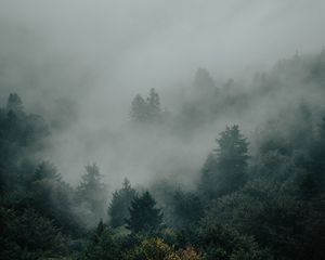 Preview wallpaper spruce, forest, trees, fog, darkness