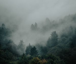 Preview wallpaper spruce, forest, trees, fog, darkness