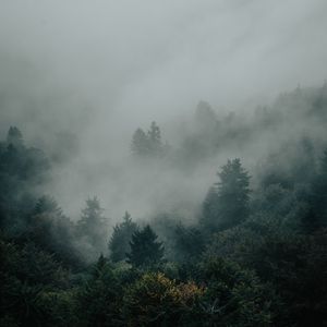 Preview wallpaper spruce, forest, trees, fog, darkness