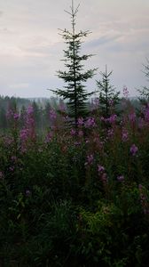 Preview wallpaper spruce, forest, trees, flowers