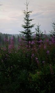 Preview wallpaper spruce, forest, trees, flowers