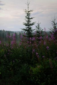 Preview wallpaper spruce, forest, trees, flowers