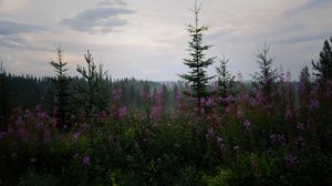 Preview wallpaper spruce, forest, trees, flowers