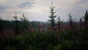 Preview wallpaper spruce, forest, trees, flowers