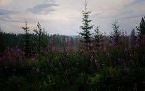 Preview wallpaper spruce, forest, trees, flowers